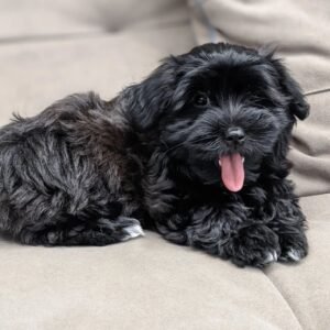 Evalyn โ Female Havanese โ Black Coat