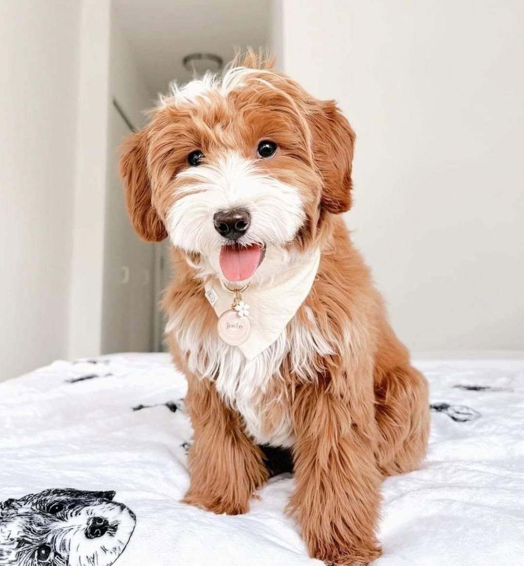πΎ Male Havanese Puppy for Sale (Kean) β | Brown Coat | Family-Raised - Image 2