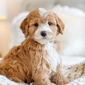 🐾 Male Havanese Puppy for Sale (Kean) – | Brown Coat | Family-Raised
