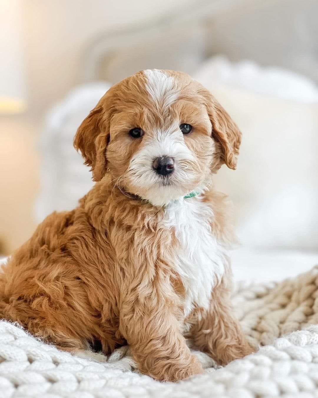 πΎ Male Havanese Puppy for Sale (Kean) β | Brown Coat | Family-Raised