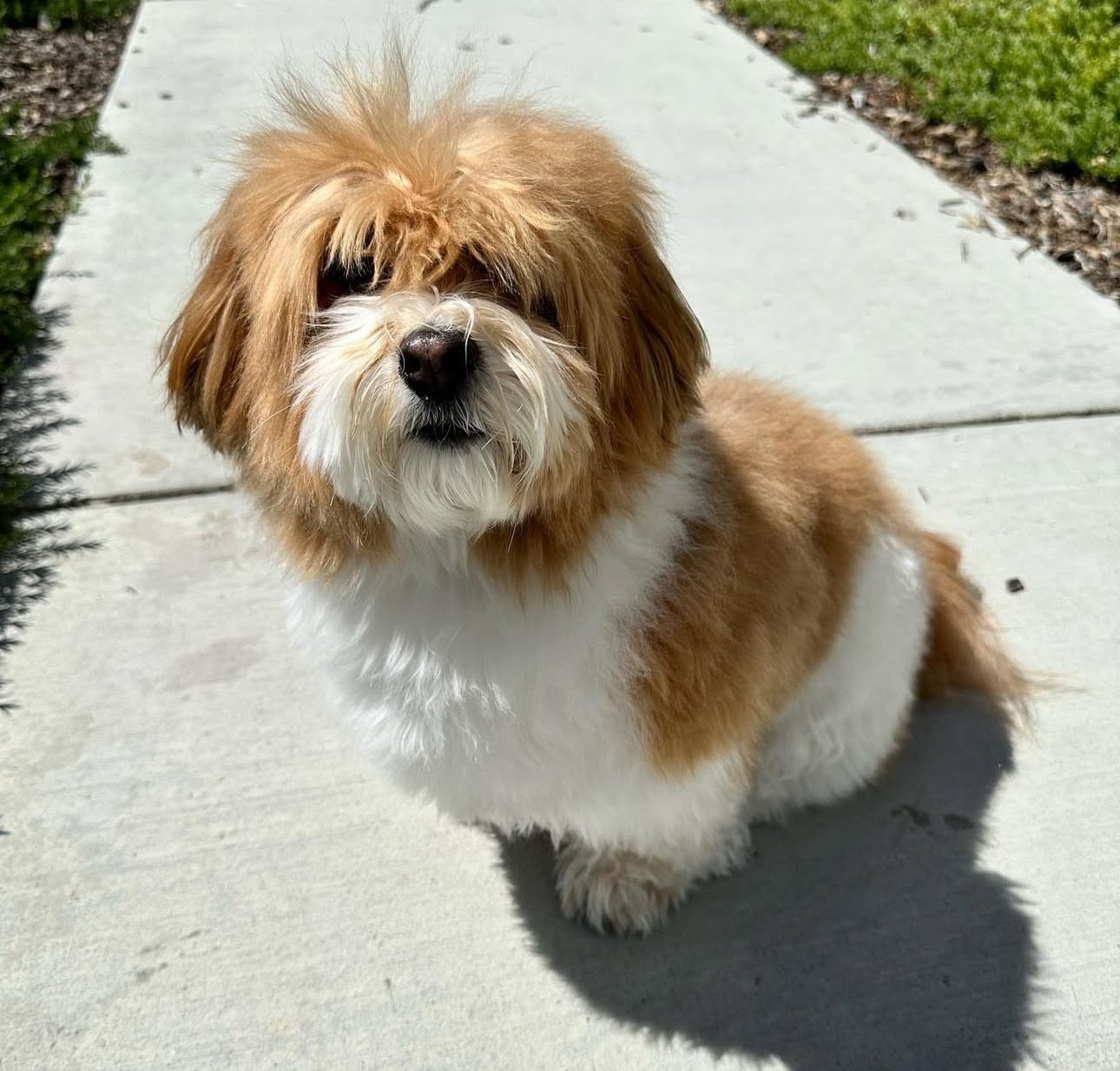 πΎ Male Havanese for Sale (Harry) - | brown and white- 1 - Image 5