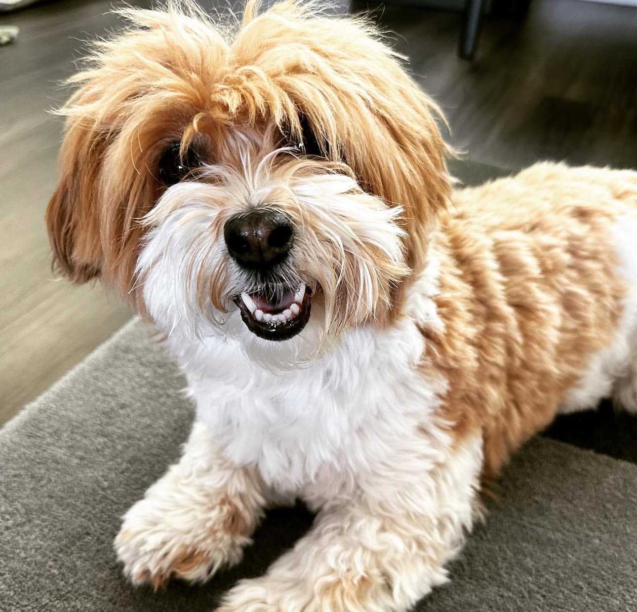 πΎ Male Havanese for Sale (Harry) - | brown and white- 1 - Image 3