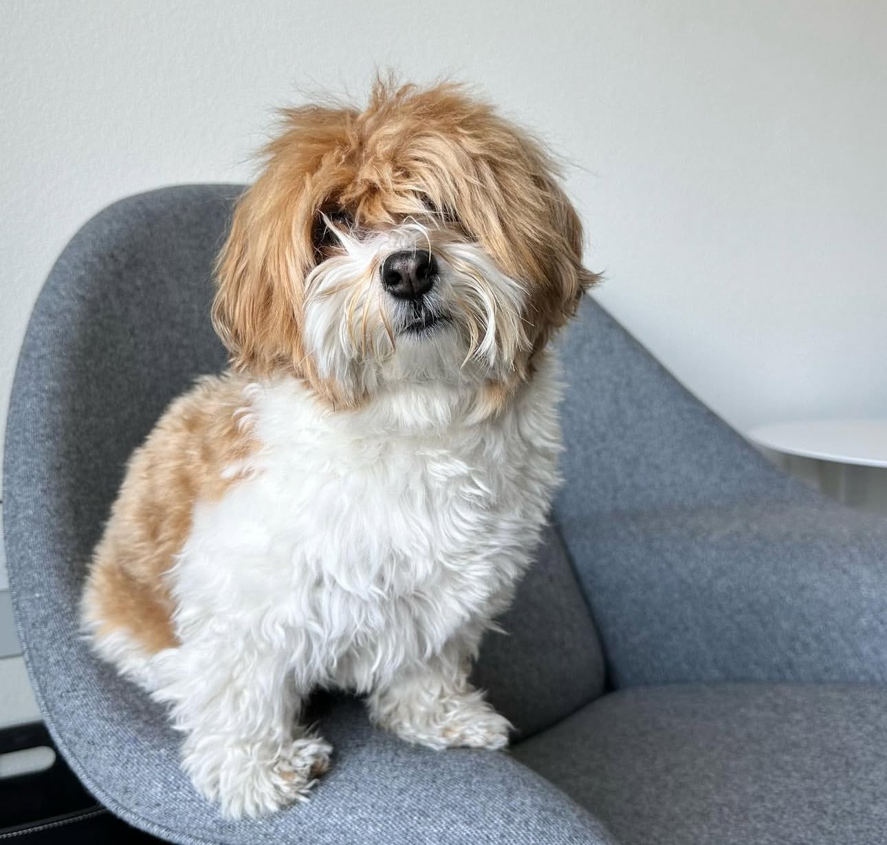 πΎ Male Havanese for Sale (Harry) - | brown and white- 1 - Image 4