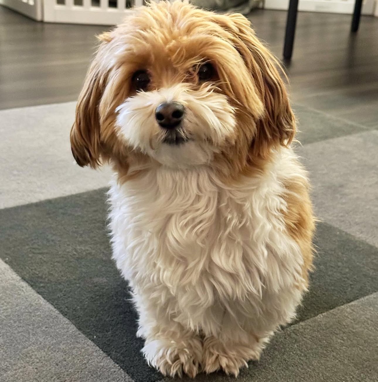 πΎ Male Havanese for Sale (Harry) - | brown and white- 1