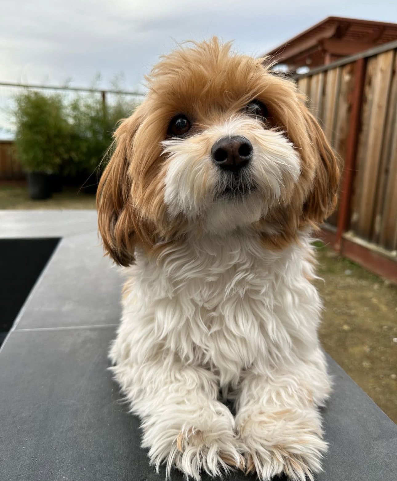 πΎ Male Havanese for Sale (Harry) - | brown and white- 1 - Image 2