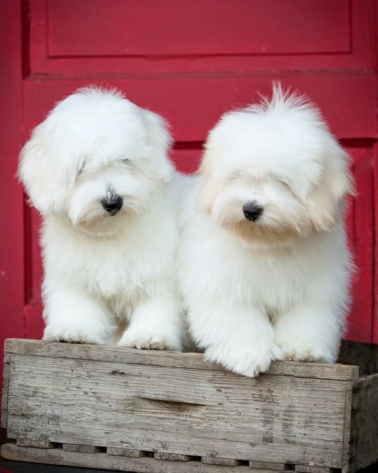 Female Havanese Puppy for Sale β Pepper (White, 15 Weeks Old, AKC Registered) - Image 2