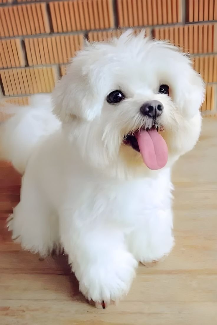 Female Havanese Puppy for Sale β Pepper (White, 15 Weeks Old, AKC Registered) - Image 4