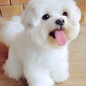 Female Havanese Puppy for Sale – Pepper (White, 15 Weeks Old, AKC Registered)