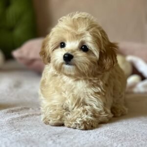 πΎ Male Havanese Puppy for Sale (Sunny) β | Brown Merle Coat | UABR Registered