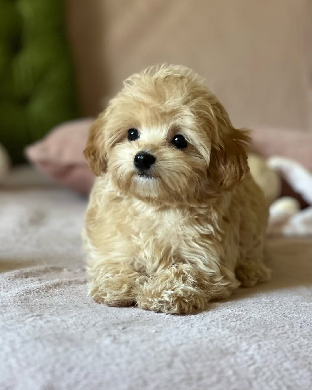 πΎ Male Havanese Puppy for Sale (Sunny) β | Brown Merle Coat | UABR Registered