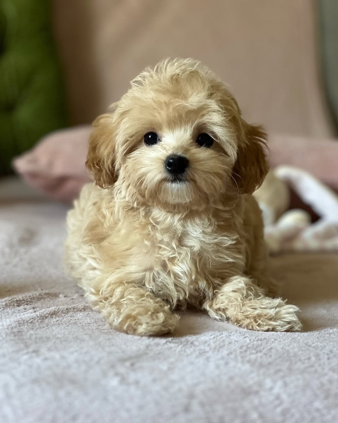 πΎ Male Havanese Puppy for Sale (Sunny) β | Brown Merle Coat | UABR Registered - Image 2