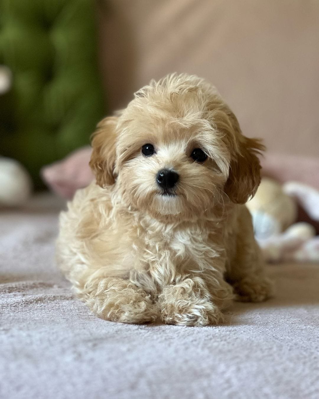 πΎ Male Havanese Puppy for Sale (Sunny) β | Brown Merle Coat | UABR Registered - Image 4