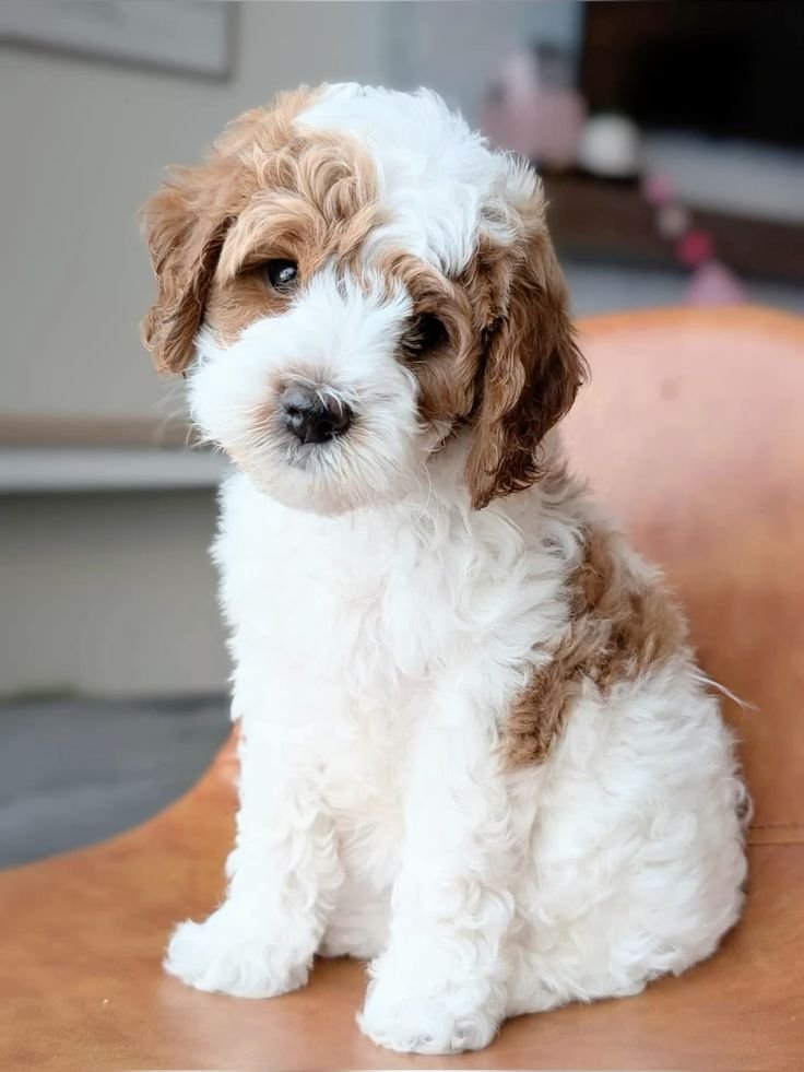 ๐พFemale Havanese Puppy for Sale (Gabby) - Image 3