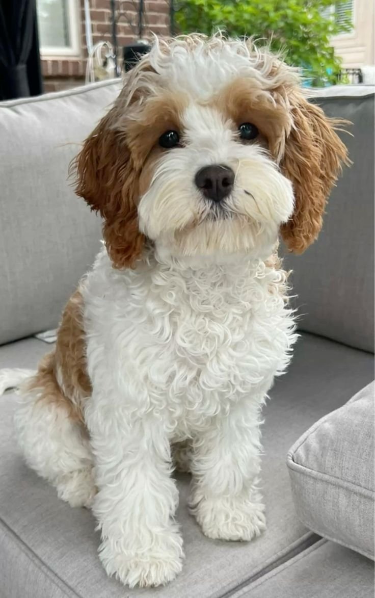 ๐พFemale Havanese Puppy for Sale (Gabby) - Image 4