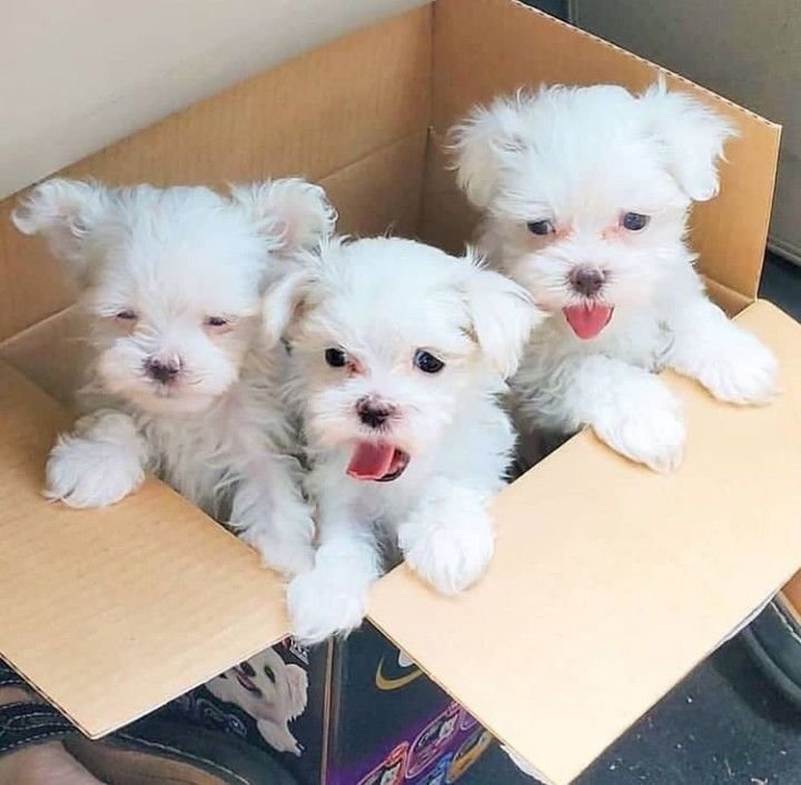 Female Havanese Puppy for Sale β Pepper (White, 15 Weeks Old, AKC Registered) - Image 5