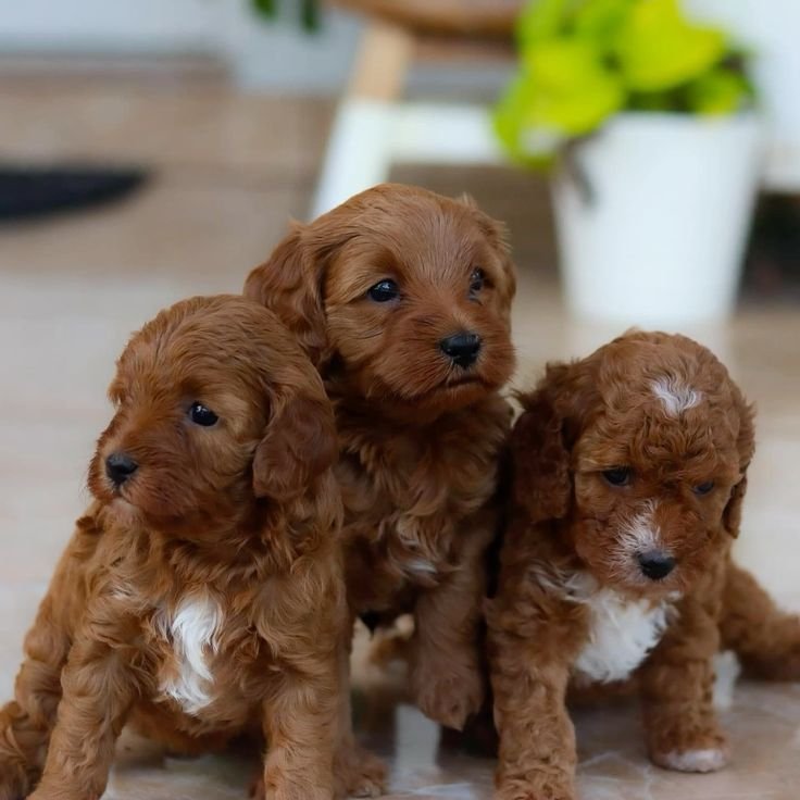 🐾 Female Havanese Puppy for Sale - Image 3