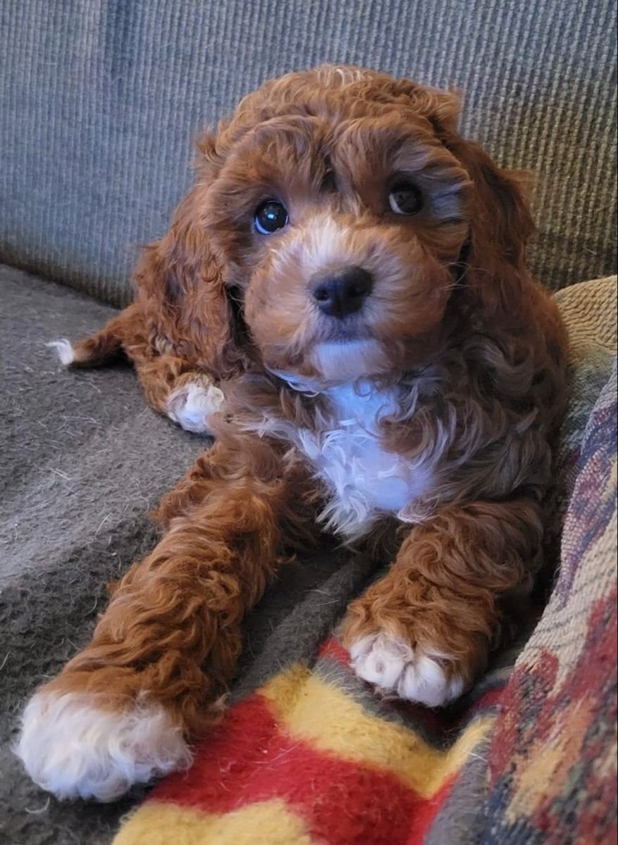 🐾 Female Havanese Puppy for Sale