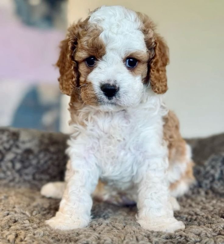 ๐พFemale Havanese Puppy for Sale (Gabby)