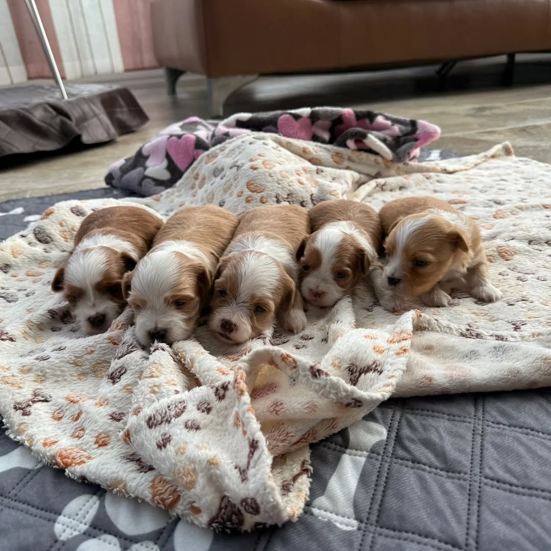 Common Health Issues in Havanese Dogs and Prevention