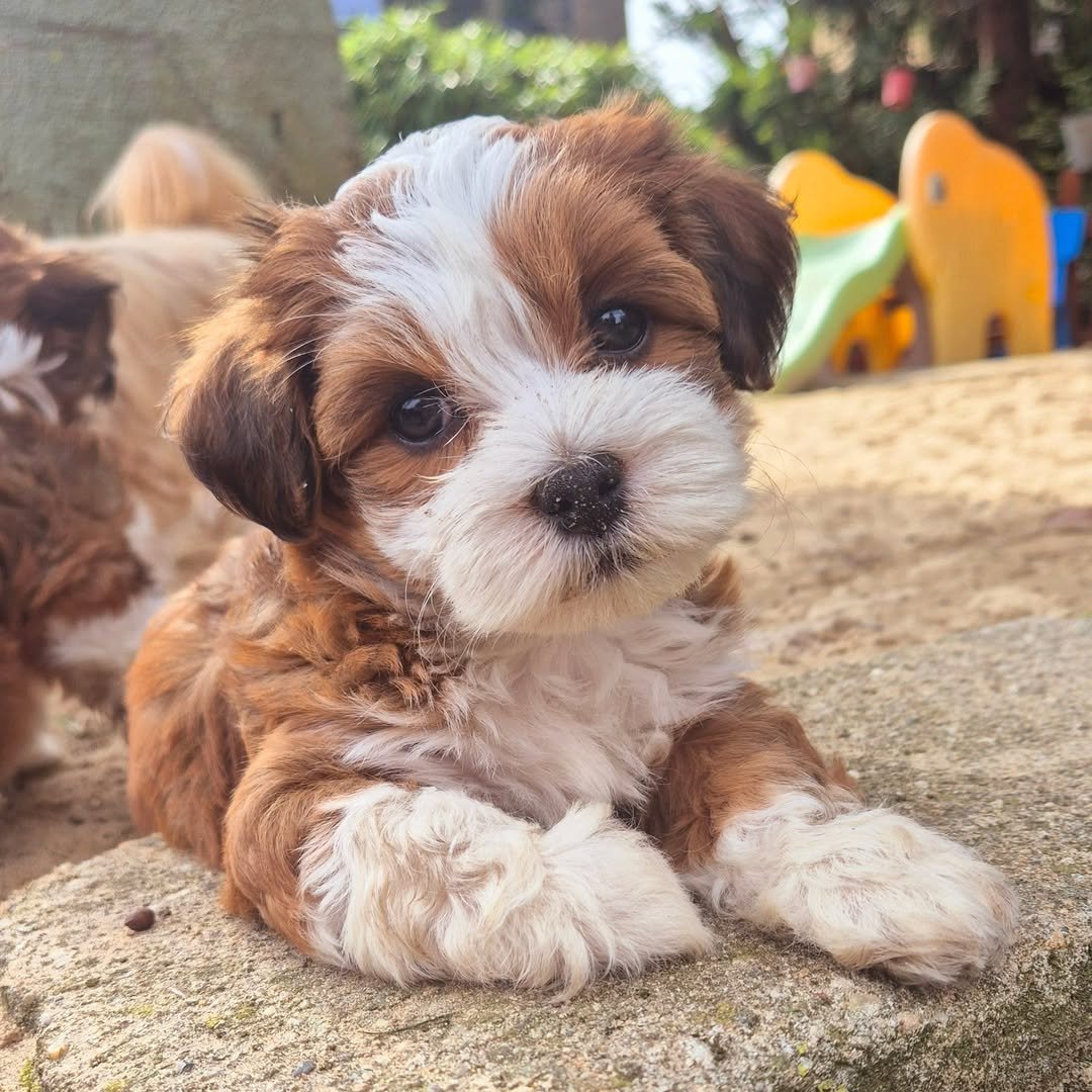 πΎ Male Hammi Havanese Puppy for Sale (Houston) β | Brown Coat |
