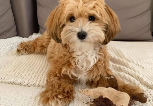 “Step-by-Step Guide to Grooming a Havanese at Home”