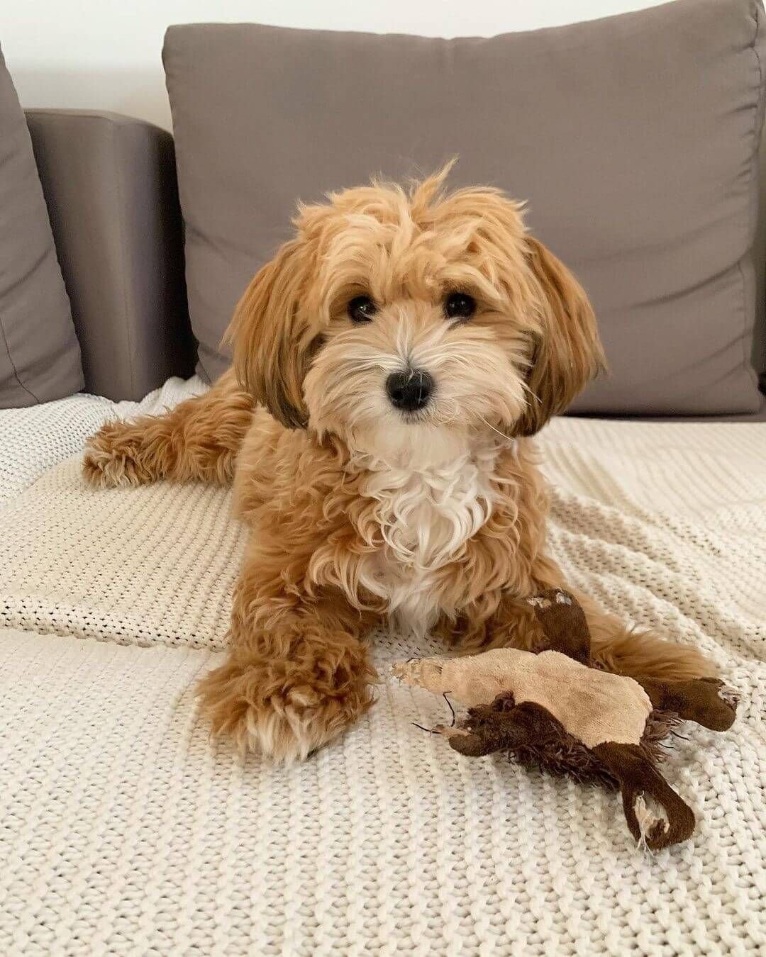 “Step-by-Step Guide to Grooming a Havanese at Home”