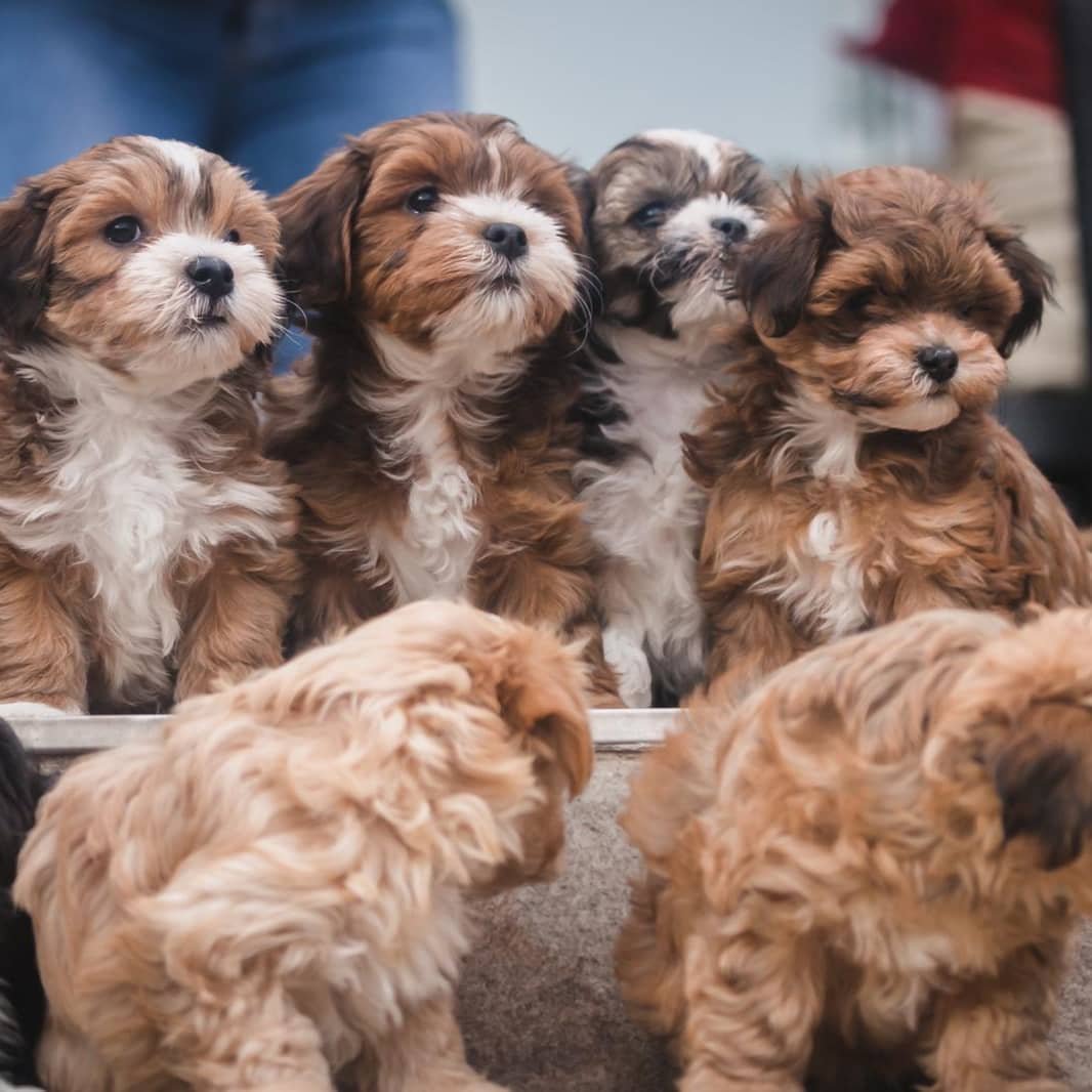 πΎ Male Hammi Havanese Puppy for Sale (Houston) β | Brown Coat | - Image 2
