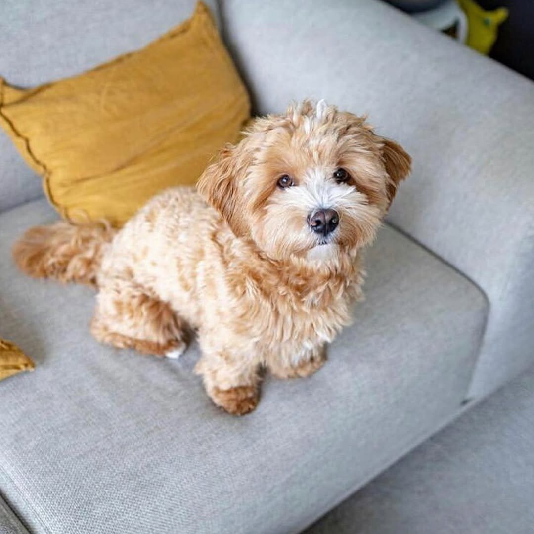 πΎ Male Havanese Puppy for adoption (Bandit) β | - Image 2