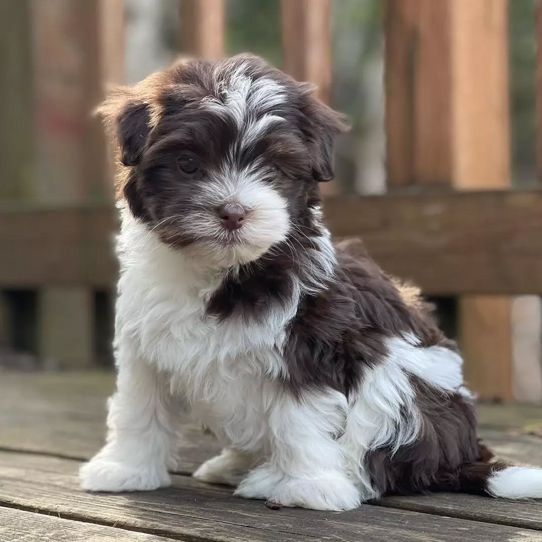 πΎ Male Havanese Puppy for Sale (Vivia)