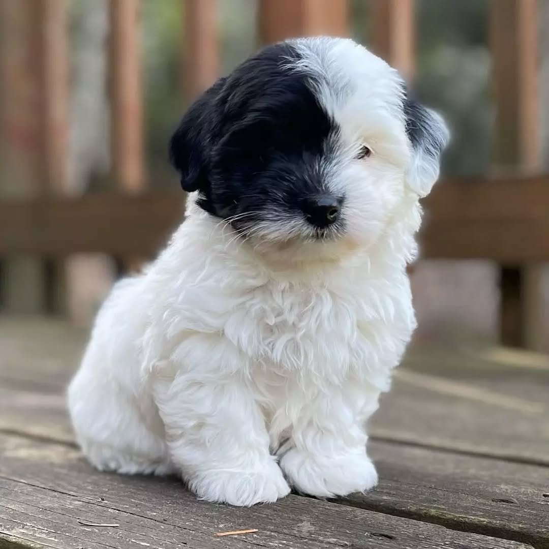 ๐พ Female Havanese Puppy for Sale (Hudy) โ | Apricot Coat