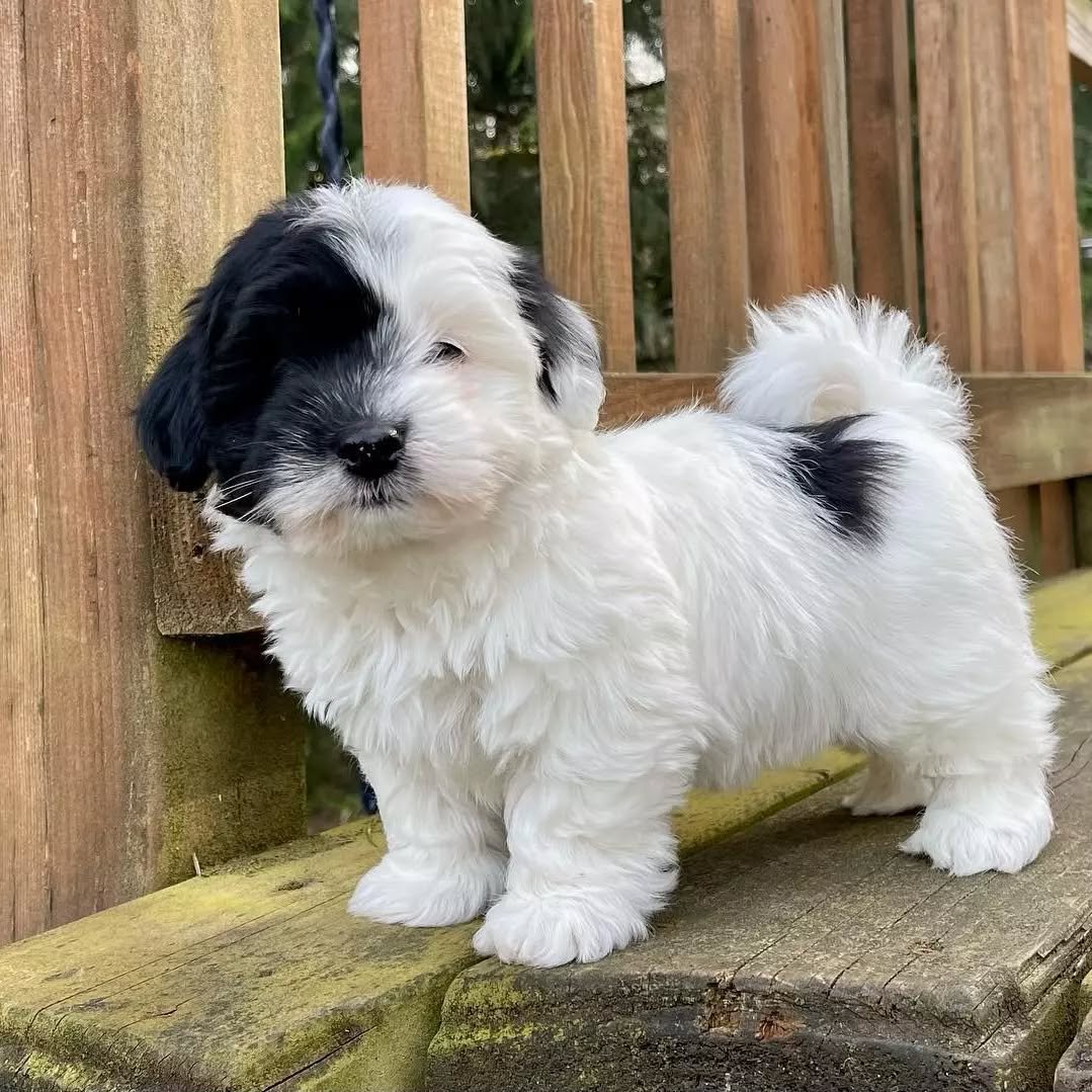 ๐พ Female Havanese Puppy for Sale (Hudy) โ | Apricot Coat - Image 3