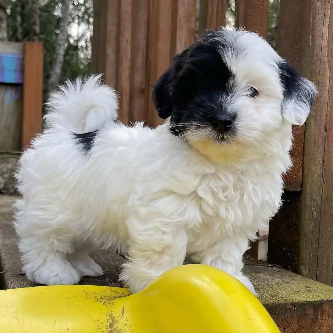 ๐พ Female Havanese Puppy for Sale (Hudy) โ | Apricot Coat - Image 2