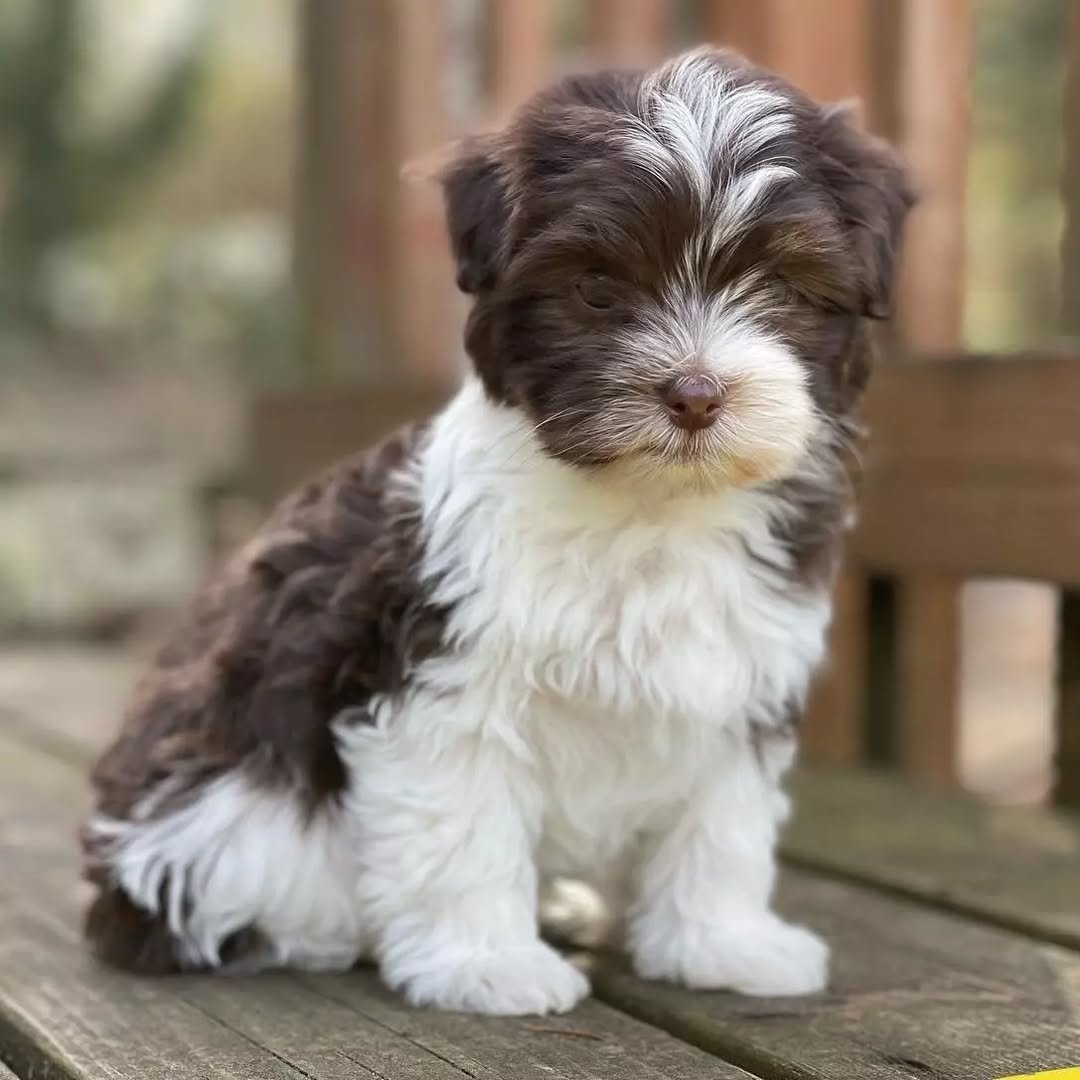 πΎ Male Havanese Puppy for Sale (Vivia) - Image 3
