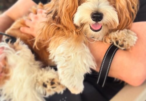 What It’s Really Like Owning a Havanese