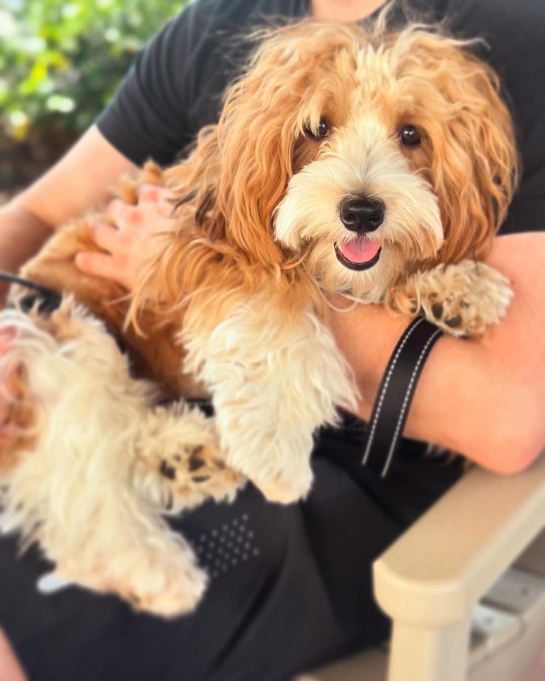 What It’s Really Like Owning a Havanese