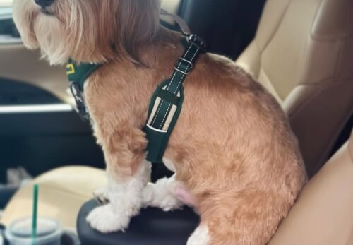 “Step-by-Step Guide to Grooming a Havanese at Home”