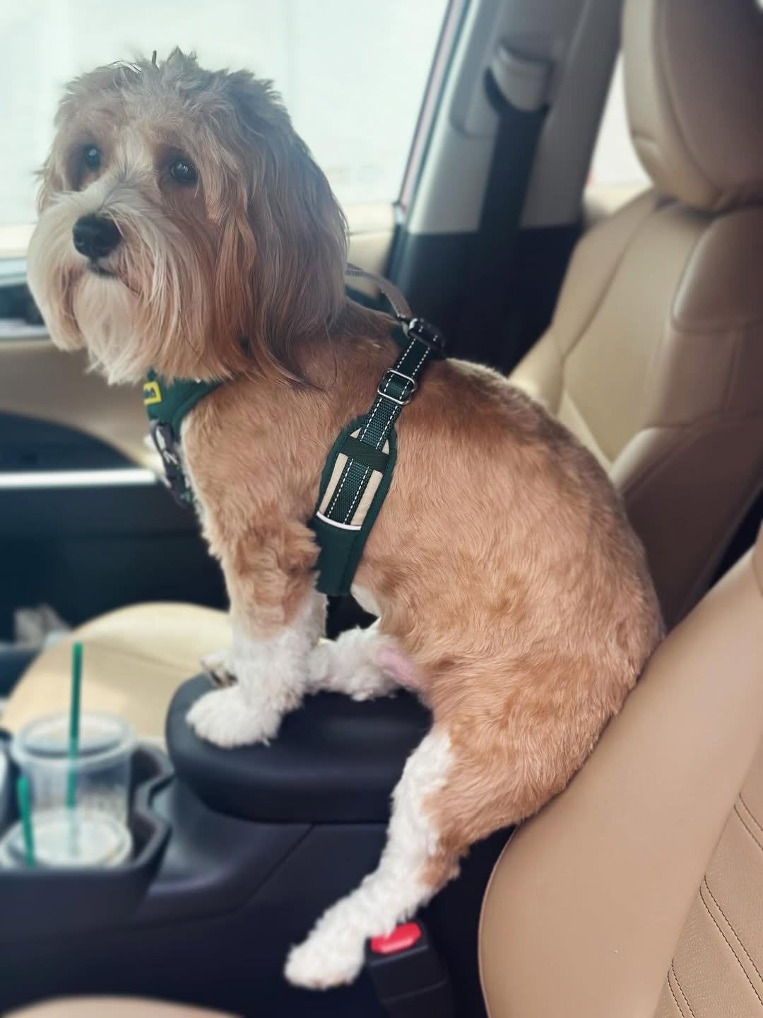 “Step-by-Step Guide to Grooming a Havanese at Home”