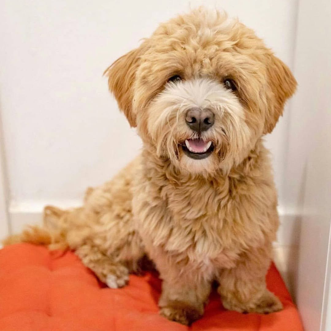 πΎ Male Havanese Puppy for adoption (Bandit) β | - Image 4