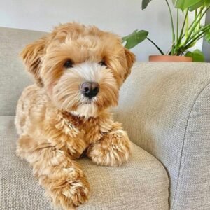 πΎ Male Havanese Puppy for adoption (Bandit) β |