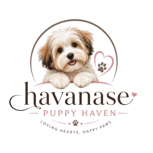 Havanese puppy Haven